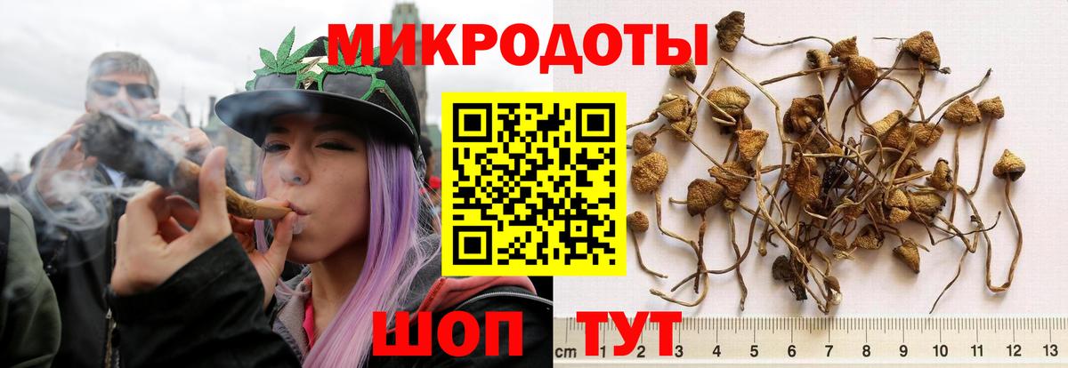 цена наркотик  Вход с VPN  Димитровград  Псилоцибиновые грибы Psilocybe 